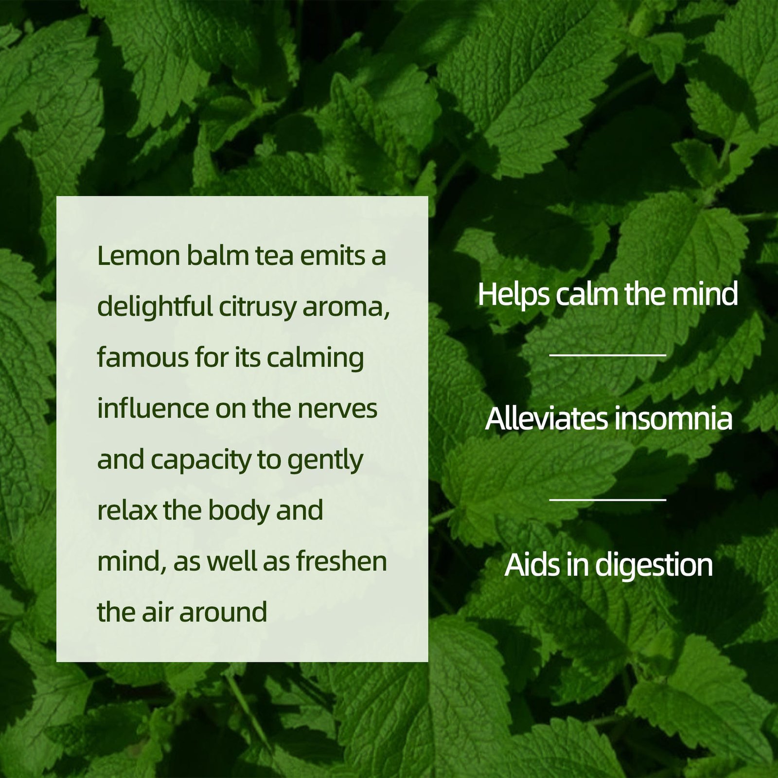 Lemon Balm Tea – Vegan, 20 Tea Bags
